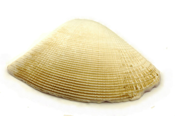 Fototapeta na wymiar white clamp shell