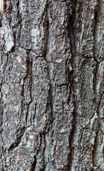 Tree bark texture