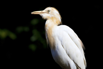 A white Heron
