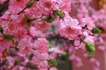 Chinese New year Flowers