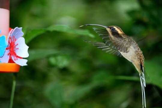 Kolibri im Anflug