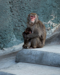 Japanese Macaque, Macaca fuscata