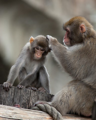 Japanese Macaque, Macaca fuscata