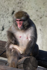 Japanese Macaque, Macaca fuscata