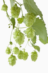 Hopfen