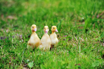 three fluffy chicks