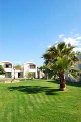 Palm tree on the lawn at luxury hotel, Crete, Greece