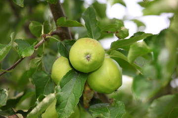 Äpfel