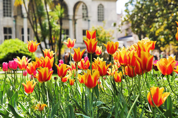 Fototapeta premium Tulips in Topkapi Palace, Istanbul, Turkey