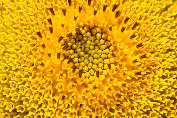 Nahaufnahme von Sonnenblume