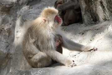 ニホンザル (東京・上野動物園)