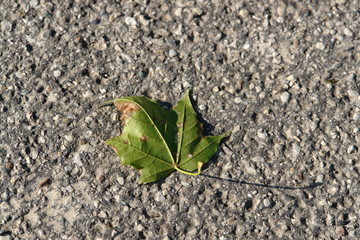 Blatt / Herbst