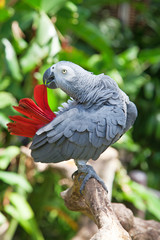 African grey parrot