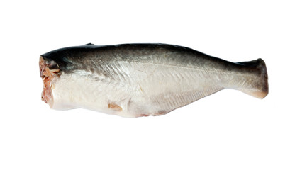 red fish isolated on white background