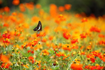 蝶とコスモス (東京・浜離宮恩賜庭園)