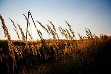Закат и травы