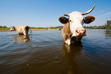 Коровы в воде