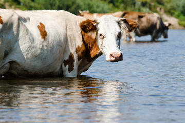 Корова в воде