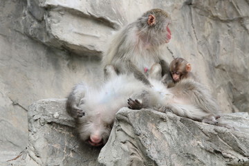 ニホンザル (東京・上野動物園)