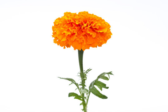 Orange Marigold (Tagetes)