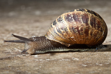 Closeup shot of a Garden Snail crawling on a cement floor.