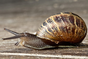Closeup shot of a Garden Snail crawling on a cement floor.
