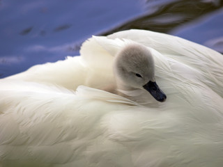 Cygnet