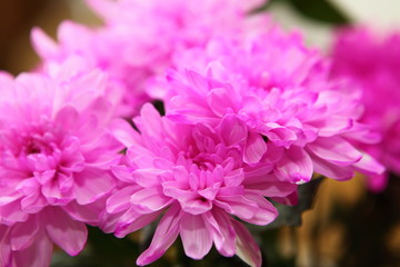 Fototapeta premium Pink flowers close up