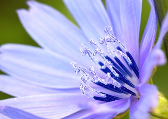 Flower of wild chicory