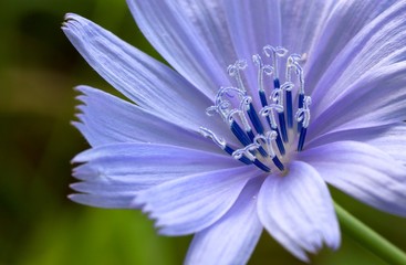 Flower of wild chicory.