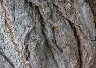 Tree bark texture
