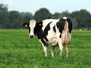 Naklejka na ściany i meble Holenderska krowa patrząc
