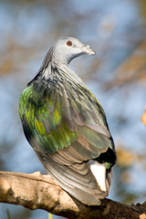 Pigeon portrait.
