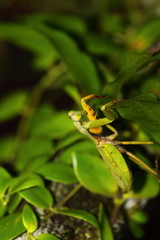 Borneo rainforest  ,Mulu,Malaysia
