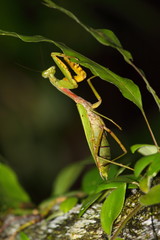 Borneo rainforest  ,Mulu,Malaysia
