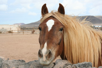 Fuerteventura Horse