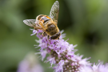 Honey bee