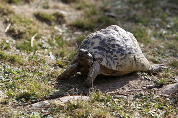 Pantherschildkröte