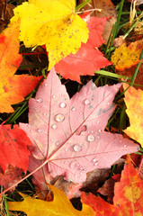 Close-up of a Colorful Maple Leaves