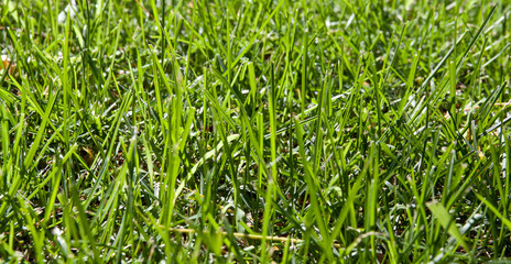 herbe / gazon vert en gros plan