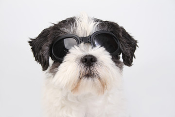 sonnebrille für hunde