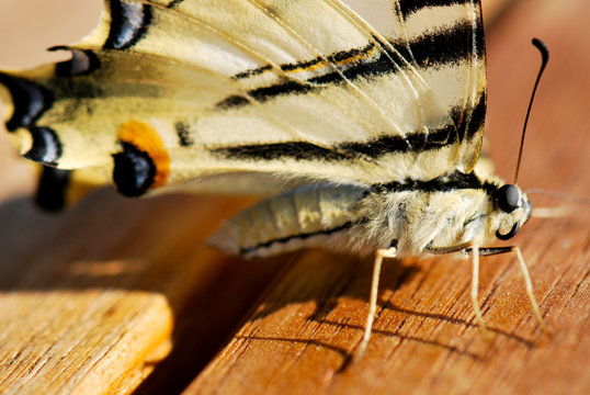 Le papillon machaon corse