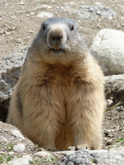 neugieriges murmeltier