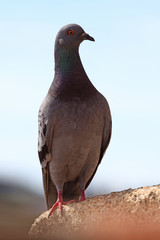 pigeon commun  oiseau ville fiente surpopulation