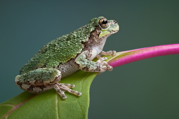 Naklejka premium Grey tree frog on pokeweed
