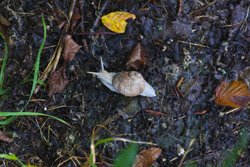 schnecke