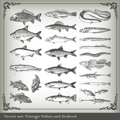 Vector set: fish