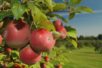 Apple orchard