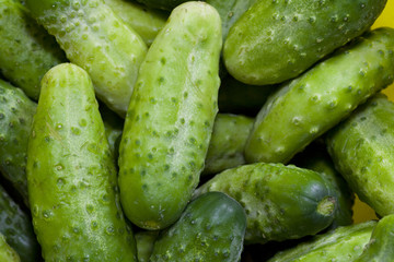 Pile of fresh cucumbers