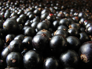 black currant heap